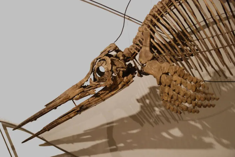 Stenopterygius_quadriscissus