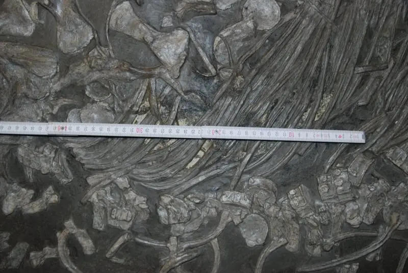 Holzmaden_Sanierung_Ichthyosaurier_01