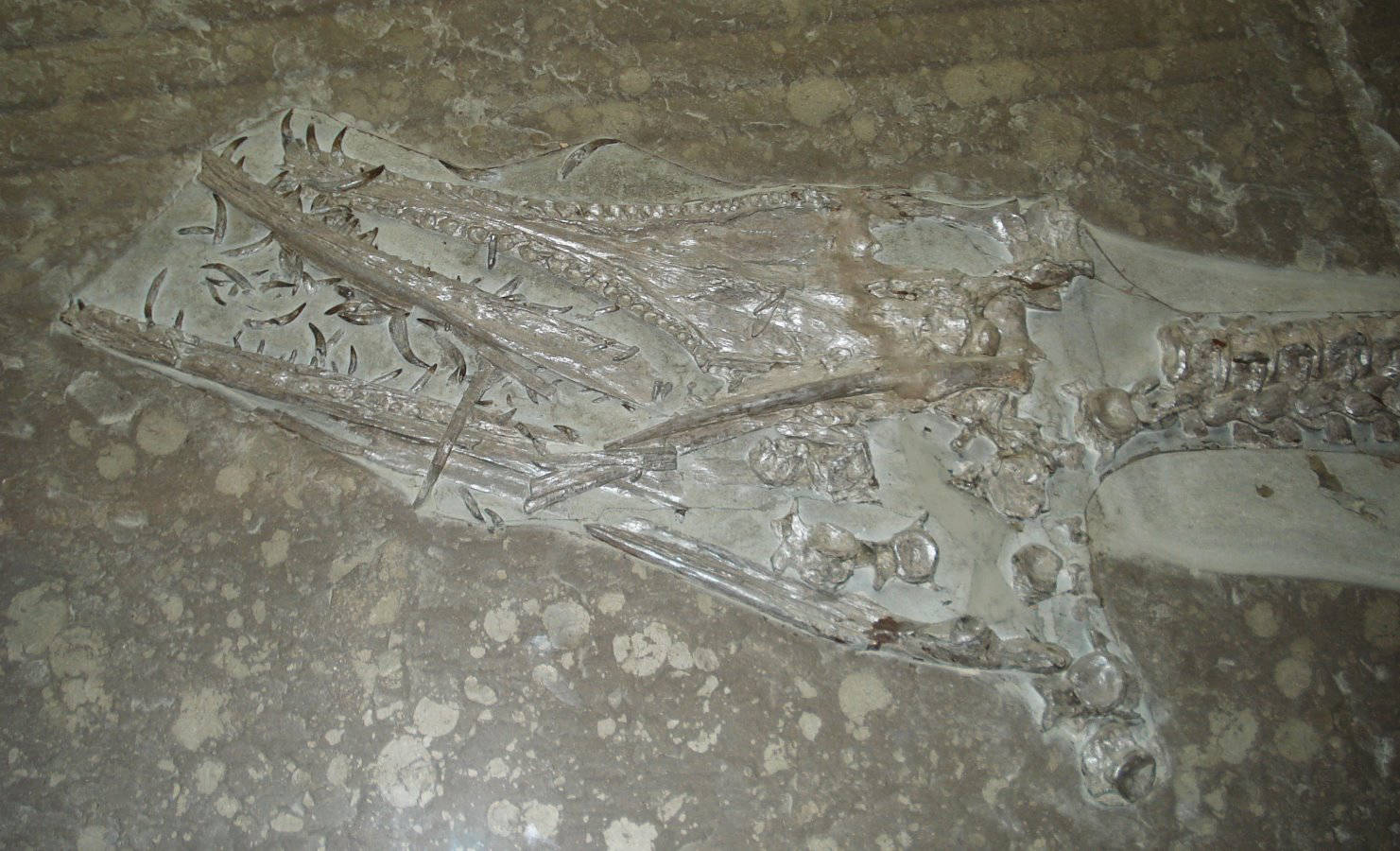 Hauffiosaurus zanoni