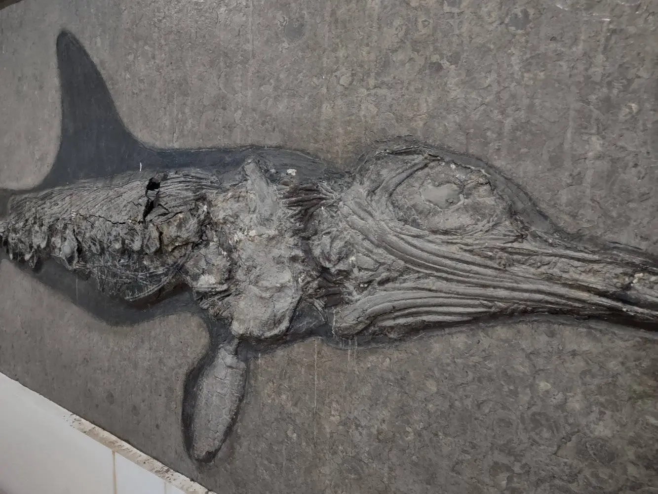 Restauration_Ichthyosaurier_Wasserschaden_Holzmaden_02