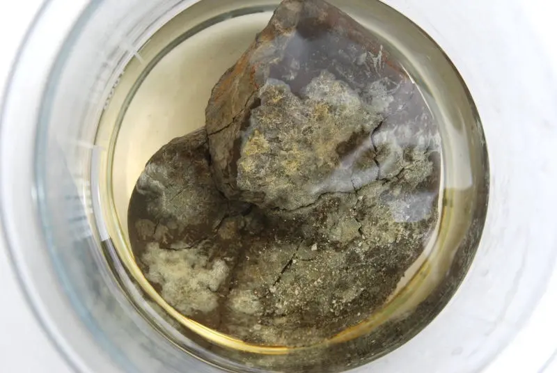 Präparation_Phylloceras_Holzmaden_02