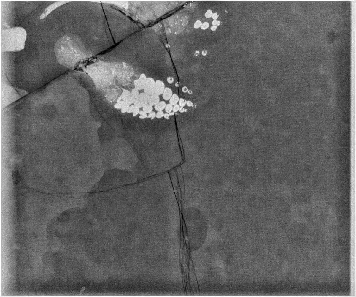 Präparation_#4-03_Ichthyosaurier_Holzmaden_03