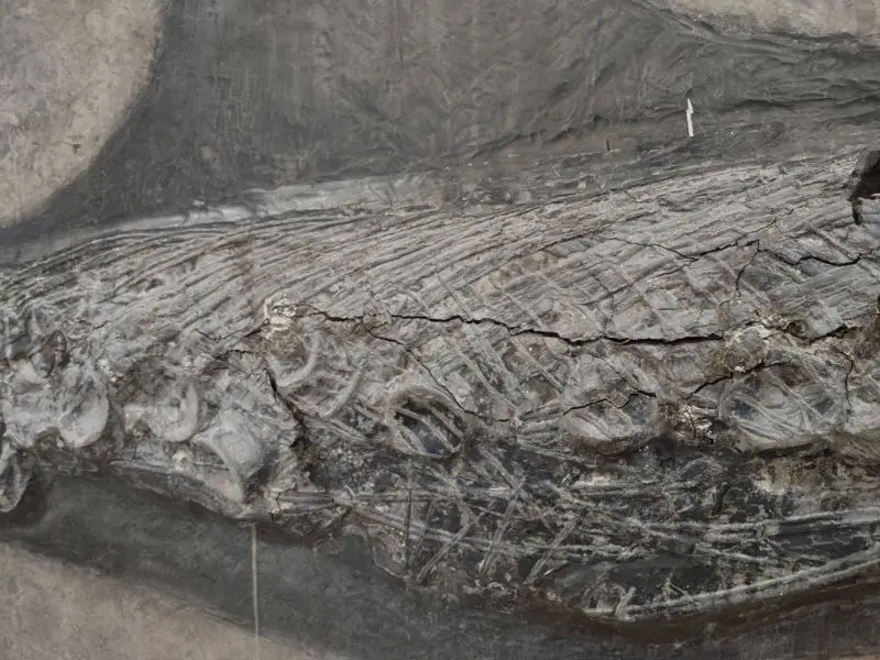 Restauration_Ichthyosaurier_Wasserschaden_Holzmaden_05