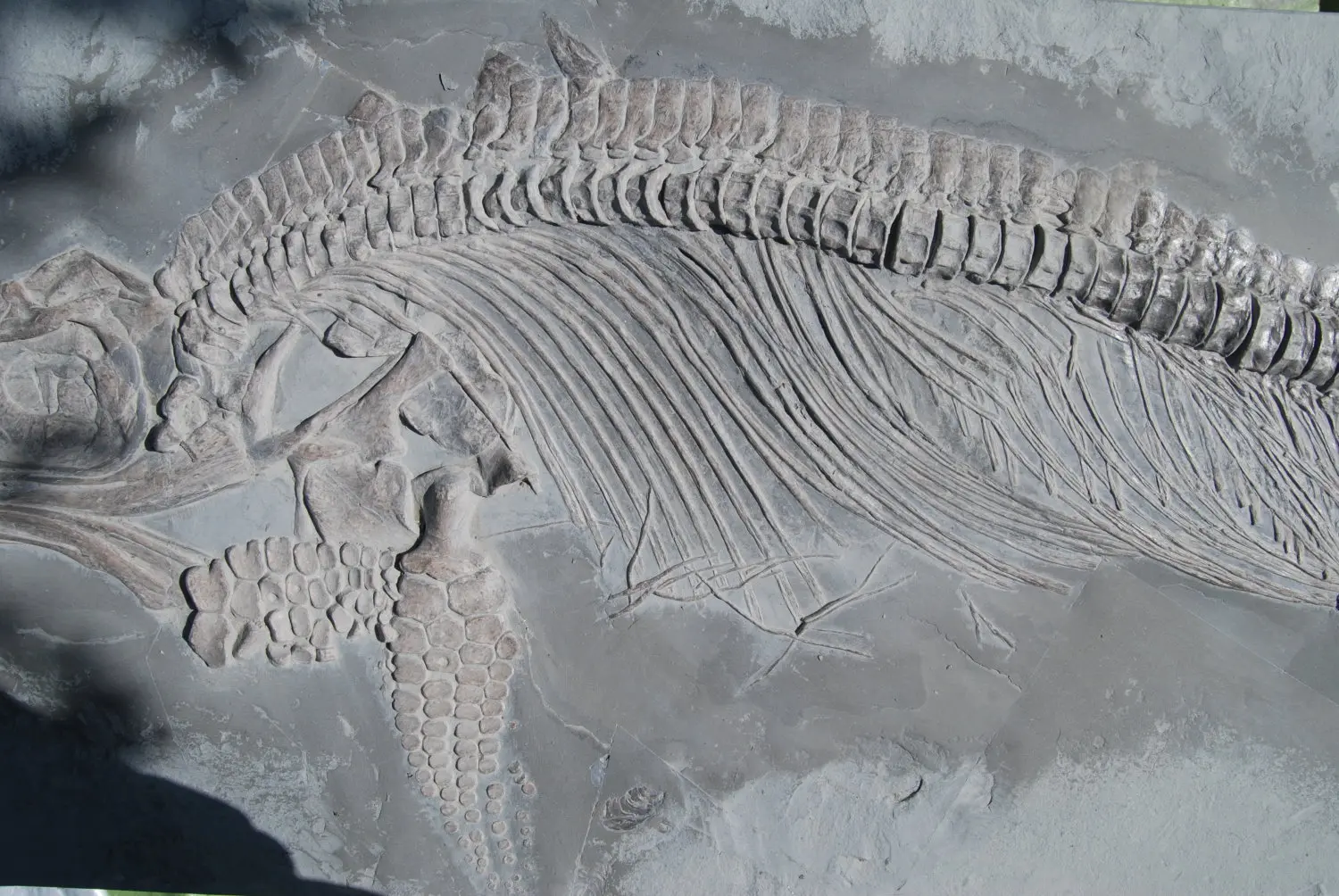 Holzmaden_Pyritzerfall_Angleichung_06a