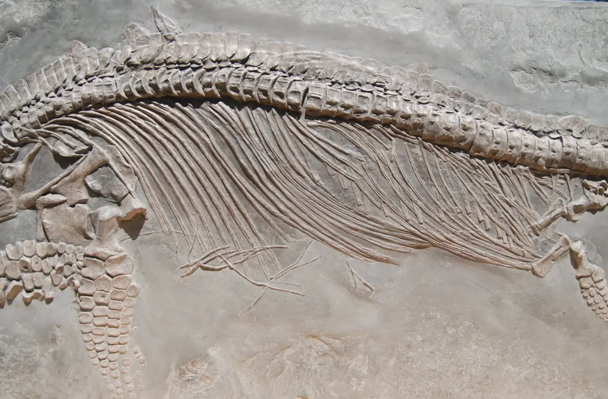 Holzmaden_Pyritzerfall_Restauration_Endzustand