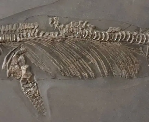 1.03_Umbettung_Ichthyosaurus_Holzmaden