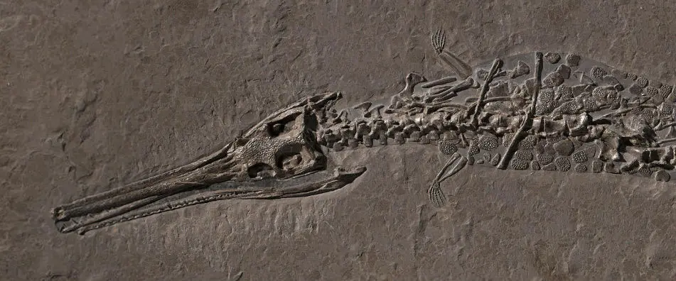 1.07_Umbettung_Steneosaurus_Holzmaden