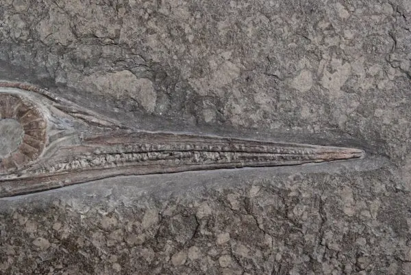 1.09_Umbettung_Ichthyosaurus_Holzmaden