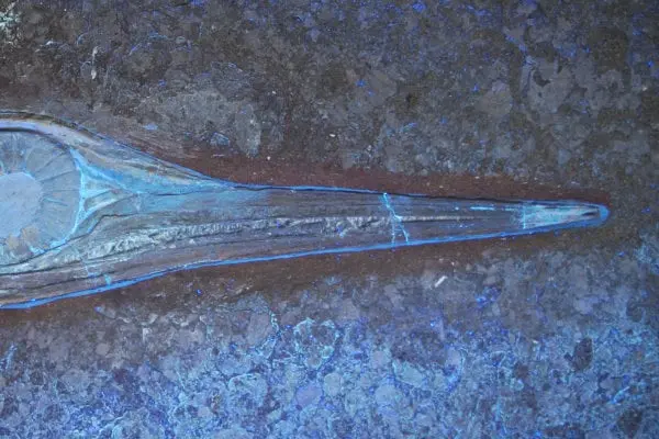 1.10_Umbettung_Ichthyosaurus_Holzmaden