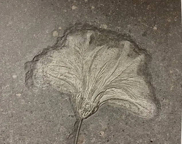 1.11_Umbettung_Seirocrinus_Holzmaden