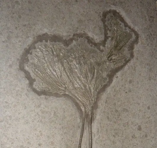 1.12_Umbettung_Seirocrinus_Holzmaden