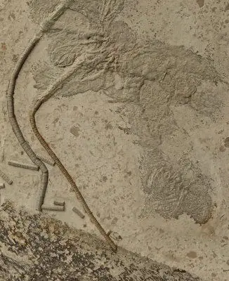 2.03_Komposit_Seirocrinus_Holzmaden