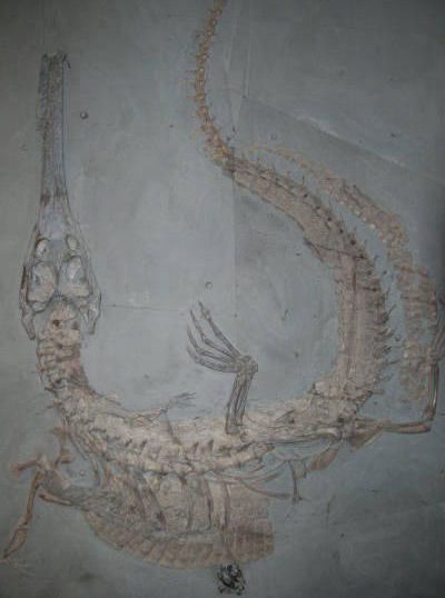 2.08_Komposit_Steneosaurus_Holzmaden