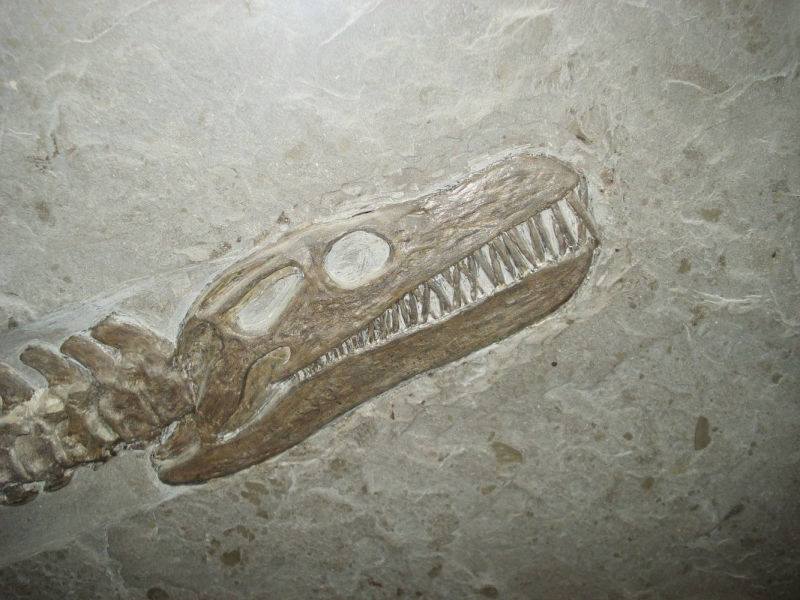 Plesosaurier_Hydroripon_brachypterygius