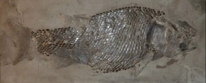 3.03_Rekonstruktion_Lepidotus_Holzmaden