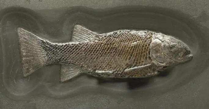 3.08_Rekonstruktion_Lepidotes_Holzmaden