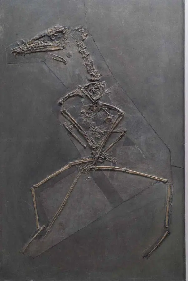 Dorygnathus_banthensis