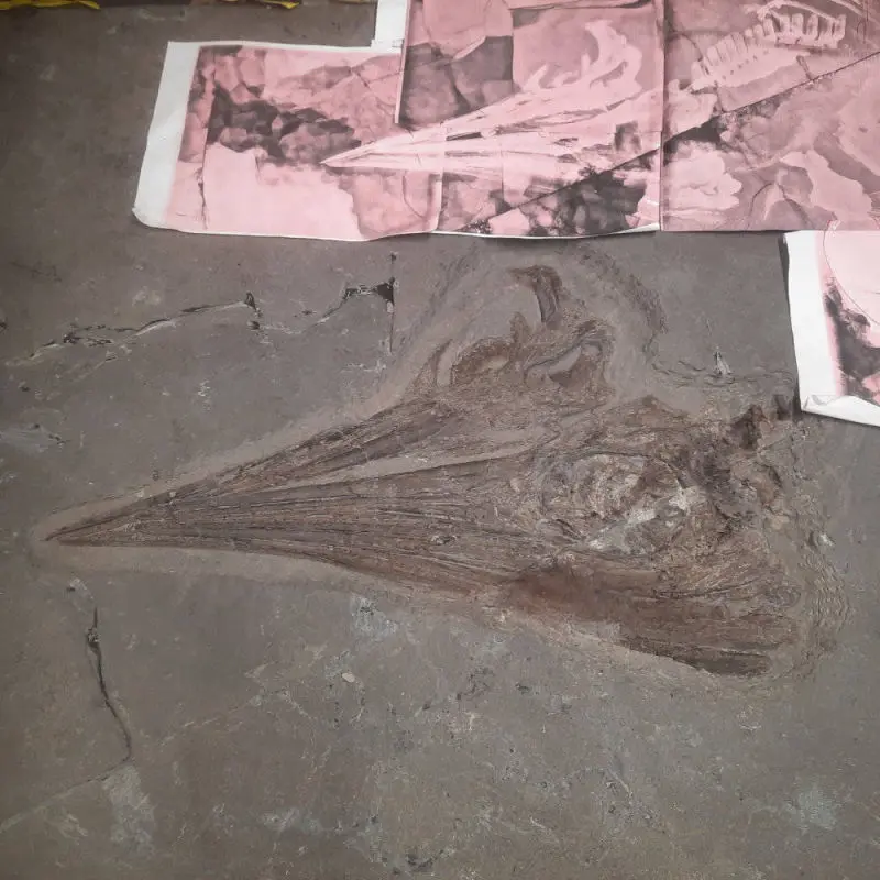 Präparation_#4-05_Ichthyosaurier_Holzmaden_05