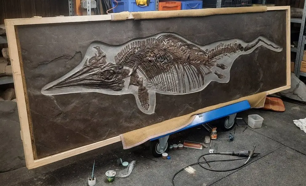 Präparation_#4-09_Ichthyosaurier_Holzmaden_04