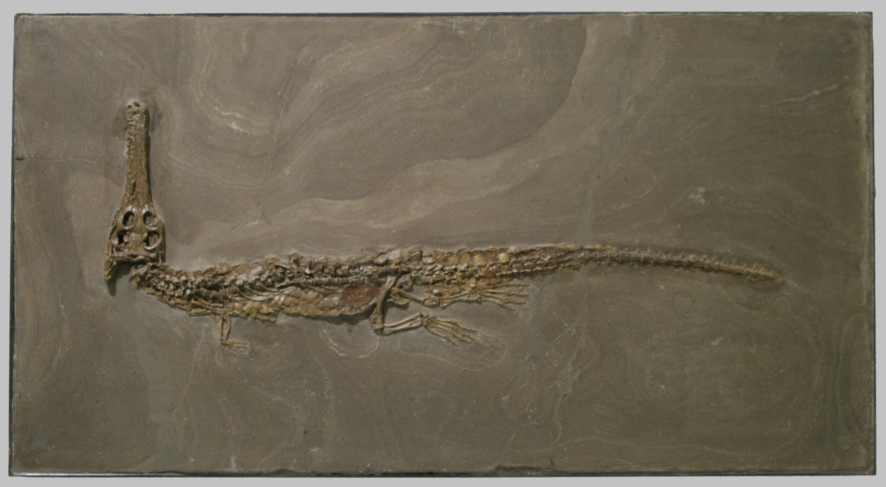 Stenosaurus_bollensis