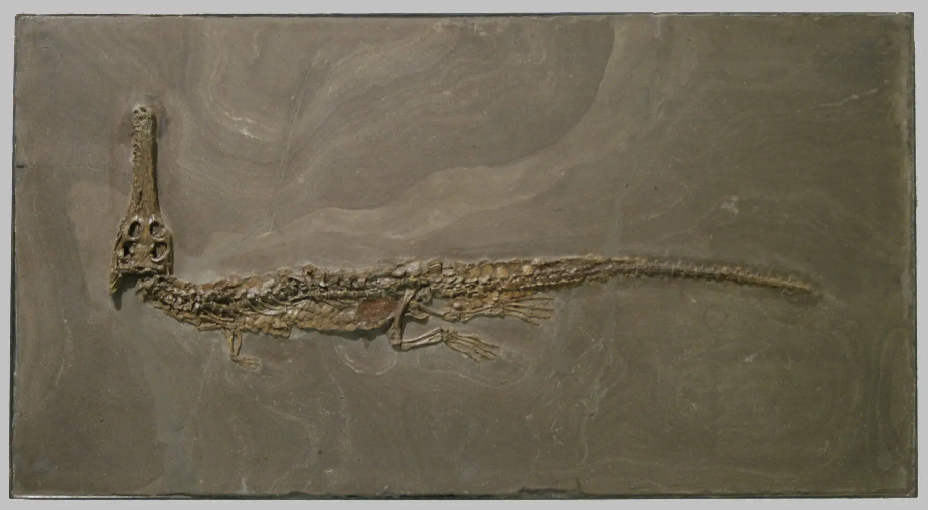 Stenosaurus_bollensis