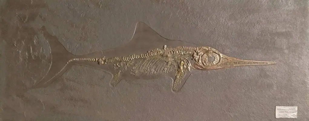 5.01_Reproduktion_Ichthyosaurus_Holzmaden_Gips
