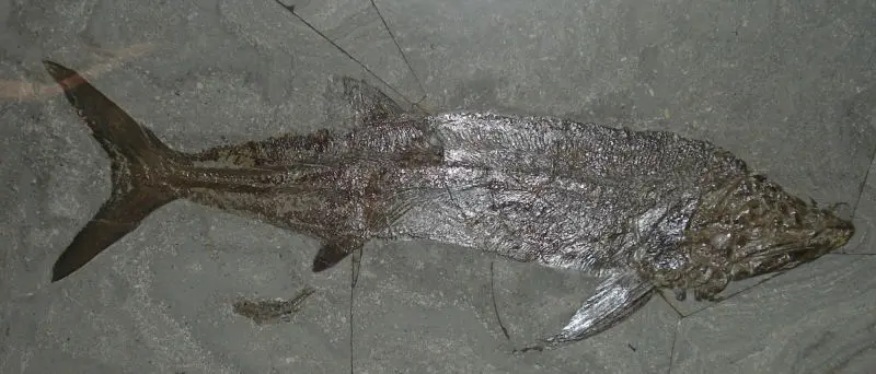 Sauropsis_veruinalis