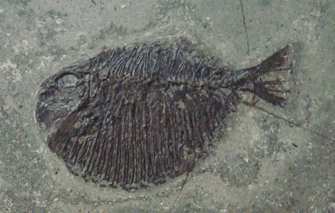 Tetragonolepis_semicinctus
