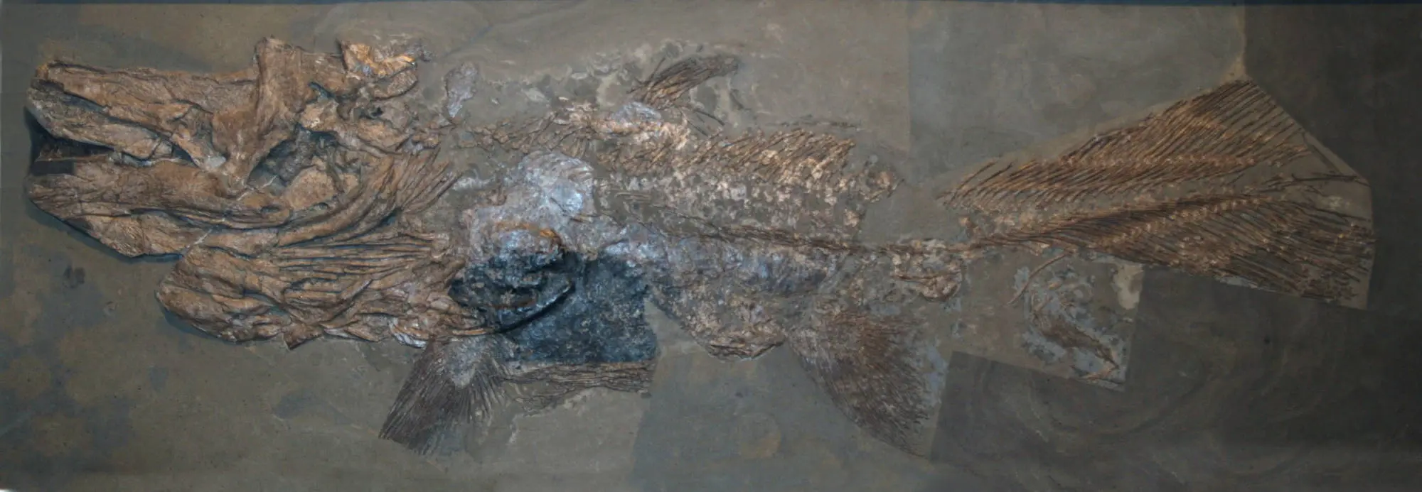 Trachymetopon_liassicum