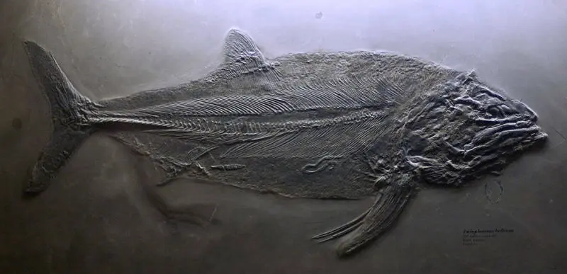 Pachycormus_bollensis