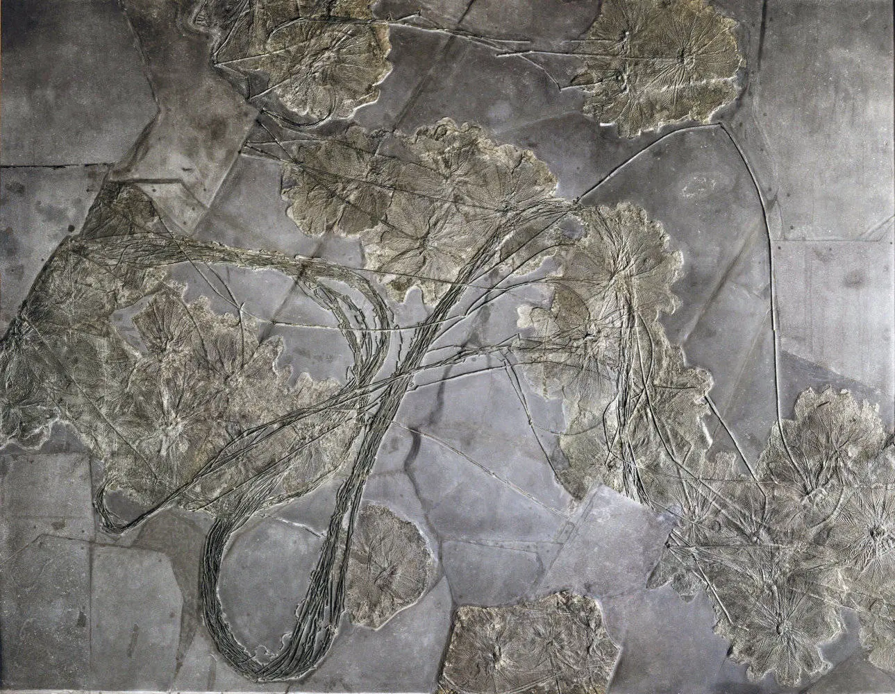 Seirocrinus_subangularis