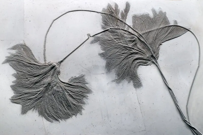 Seirocrinus_subangularis