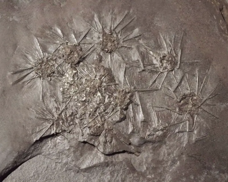 Diademopsis_crinifera