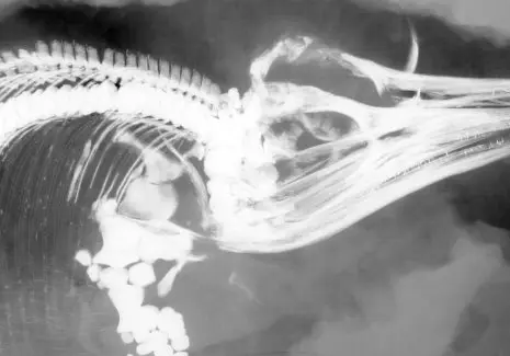 Holzmaden_Fossilien_Präparation