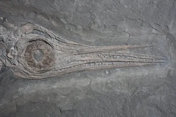 Holzmaden_Pyrit_Sanierung_Tiefenimprägnation_09