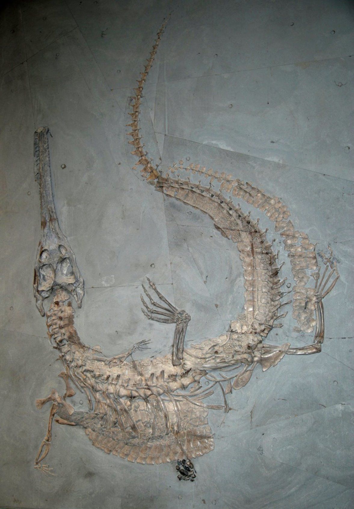 Holzmaden_Stenosaurus bollensis