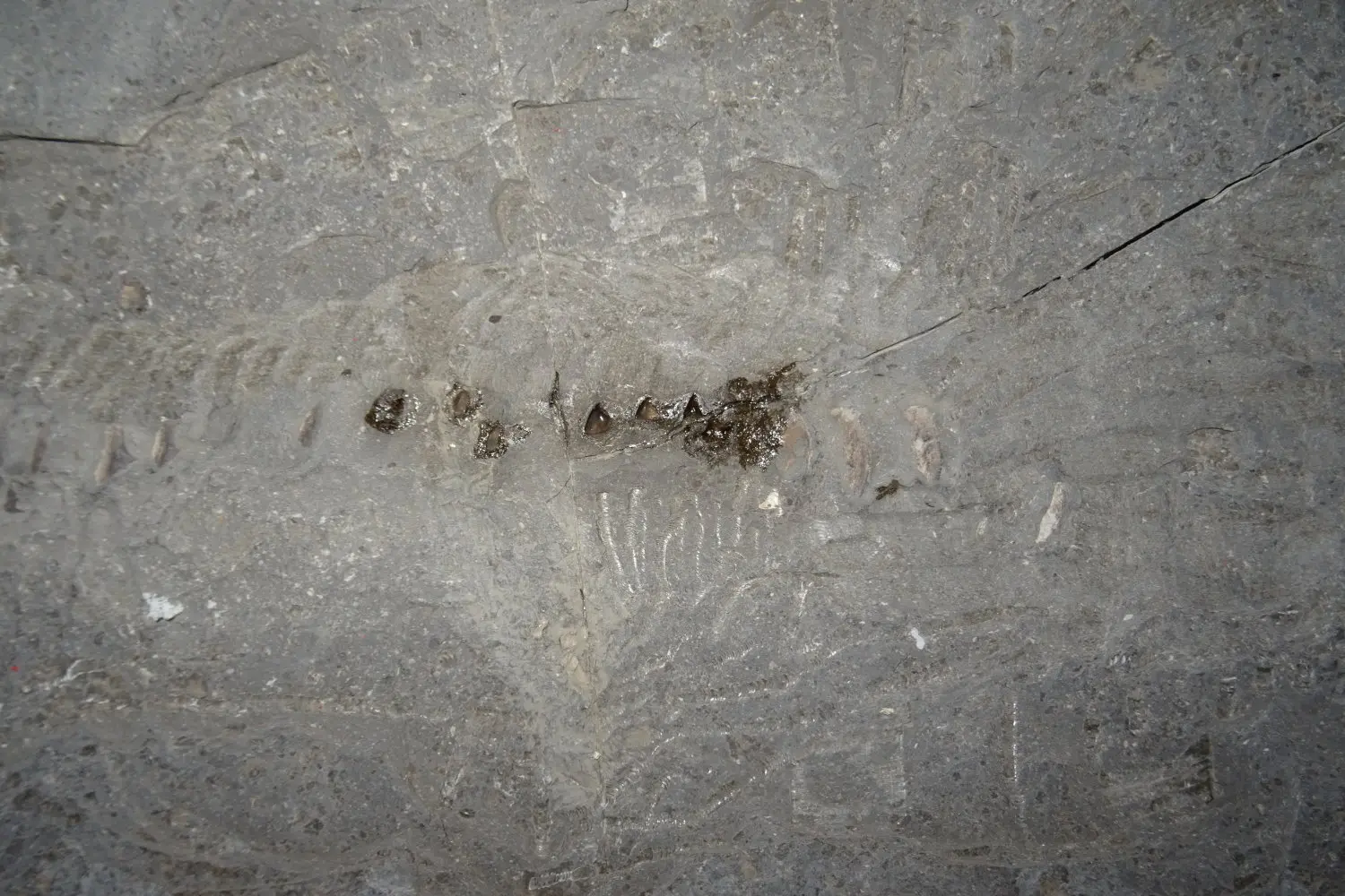 Präparation_#1_Ichthyosaurier_Holzmaden_02