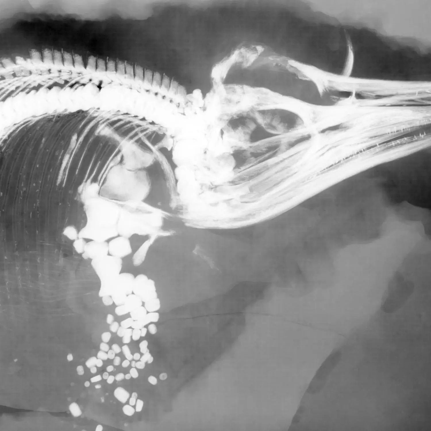 Präparation_#1_Ichthyosaurier_Holzmaden_06