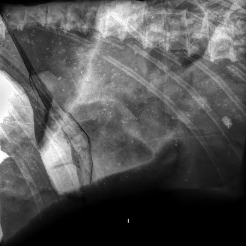 Präparation_#2_Ichthyosaurier_Holzmaden_09