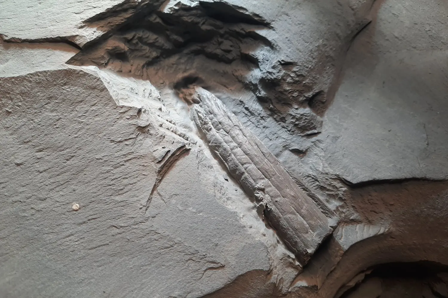 Präparation_#2_Ichthyosaurier_Holzmaden_02