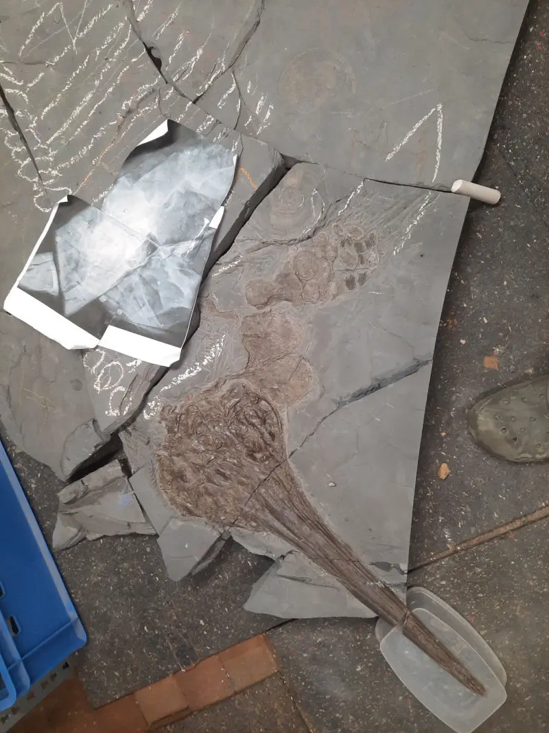 Präparation_#2_Ichthyosaurier_Holzmaden_06