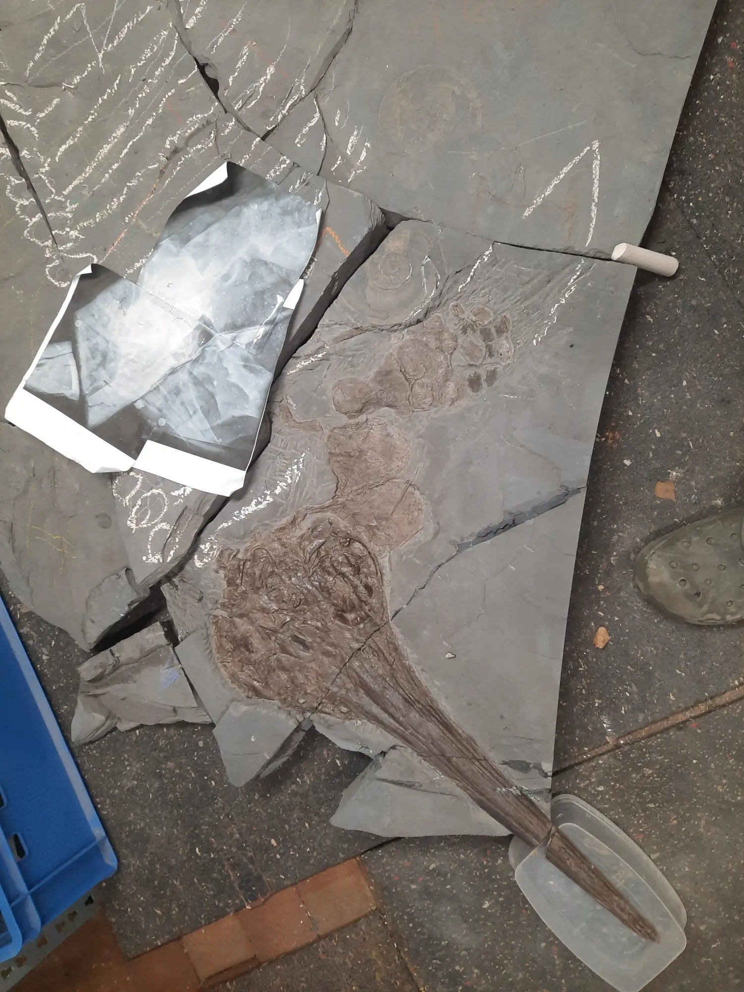 Präparation_#2_Ichthyosaurier_Holzmaden_06