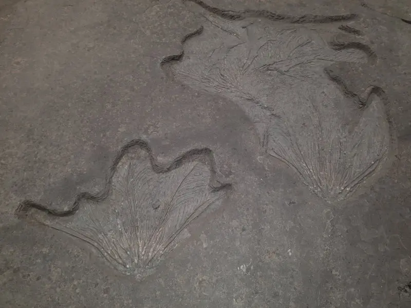 Präparation_#3_Seirocrinus_Holzmaden_06