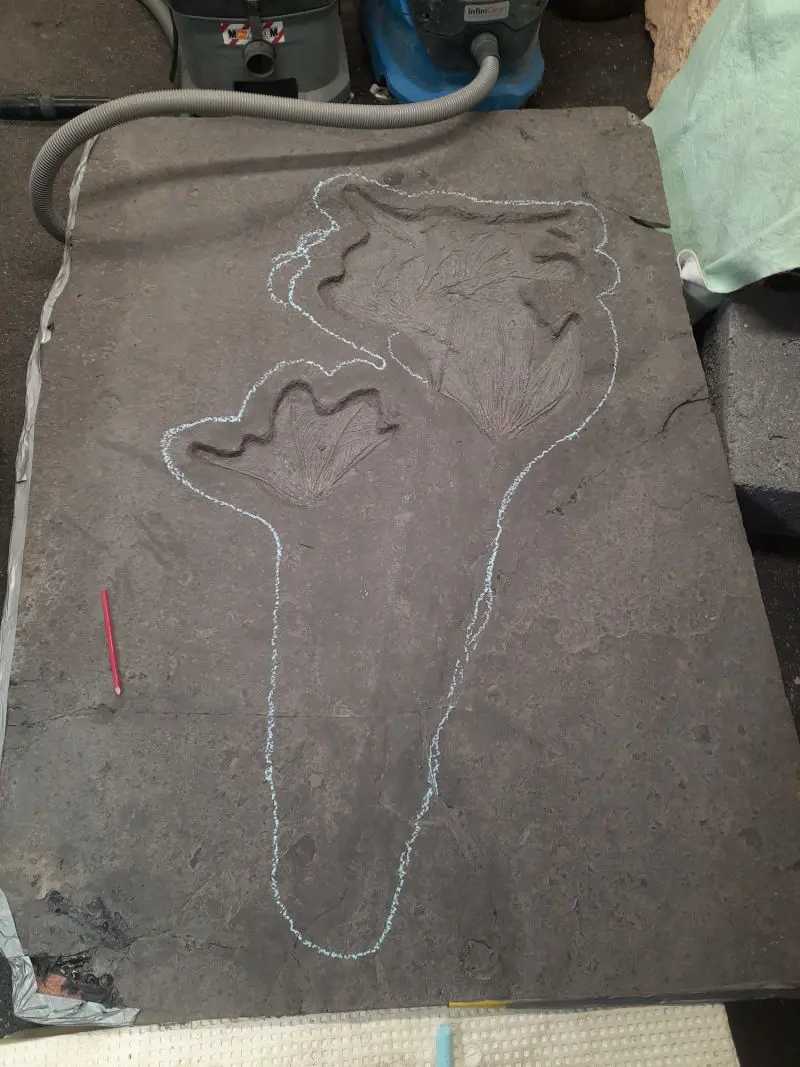 Präparation_#3_Seirocrinus_Holzmaden_08