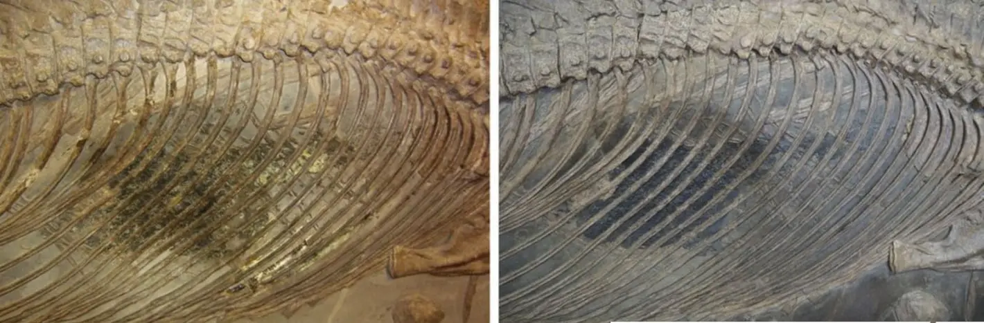 Holzmaden_Ichthyosaurier_Stuttgart_vor_und_nach_Restauration